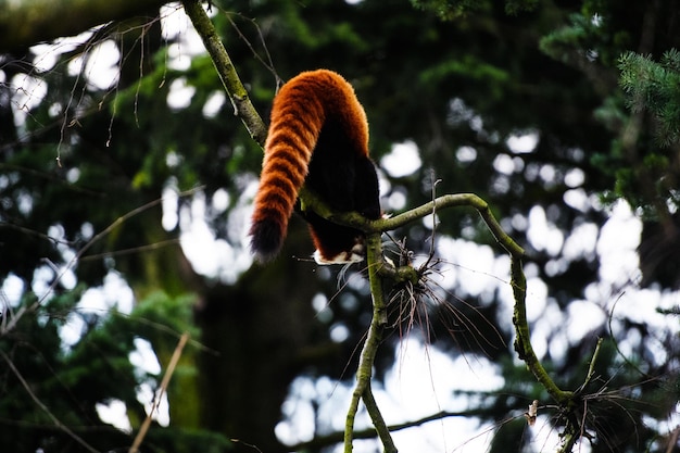 Ritratto di un panda rosso Ailurus fulgens