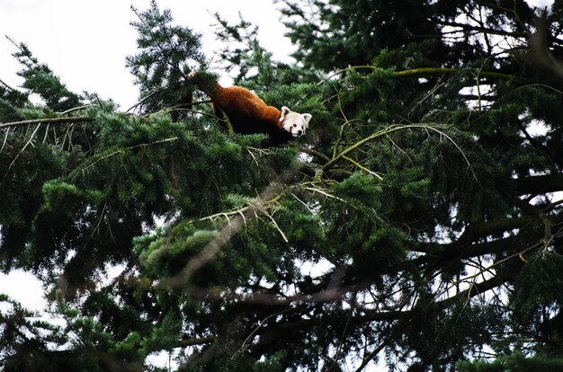 Ritratto di un panda rosso Ailurus fulgens