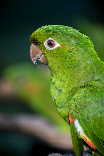 Ritratto di un pappagallo nel parco degli uccelli