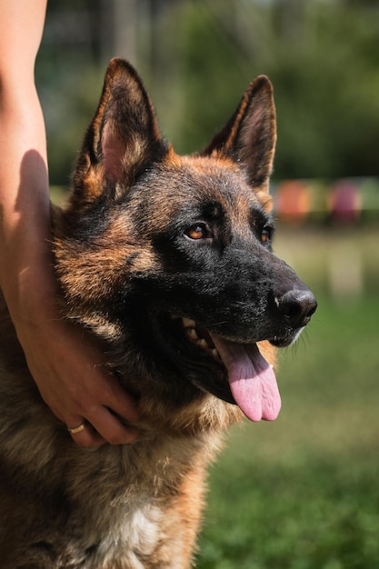 Ritratto di un pastore tedesco nero in primo piano Bellissimo muso di cane adulto affascinante