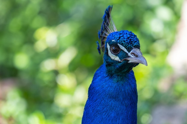 Ritratto di un pavone su uno sfondo naturale verde