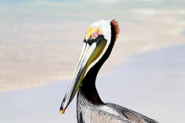 Ritratto di un pellicano selvatico nel parco nazionale del Messico