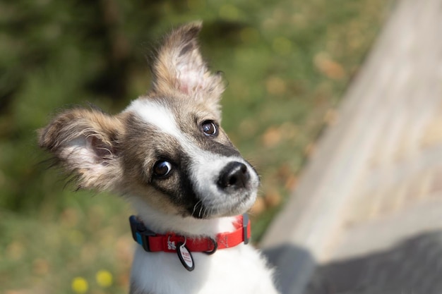 Ritratto di un piccolo cucciolo che guarda la telecamera