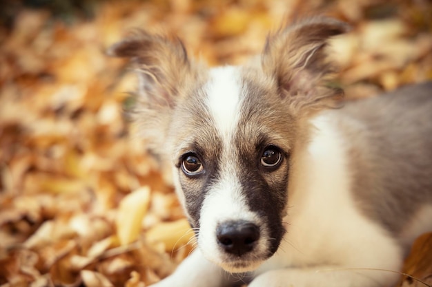 Ritratto di un piccolo cucciolo con grandi orecchie nelle foglie cadute