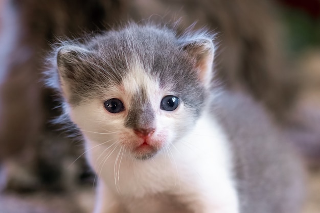 Ritratto di un piccolo gattino con pelliccia bianca e grigia.