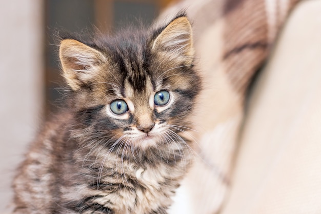 Ritratto di un piccolo gattino nella stanza su uno sfondo sfocato