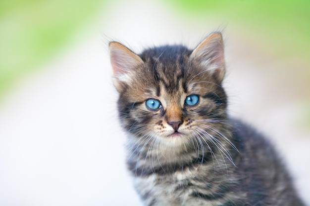 Ritratto di un piccolo gattino