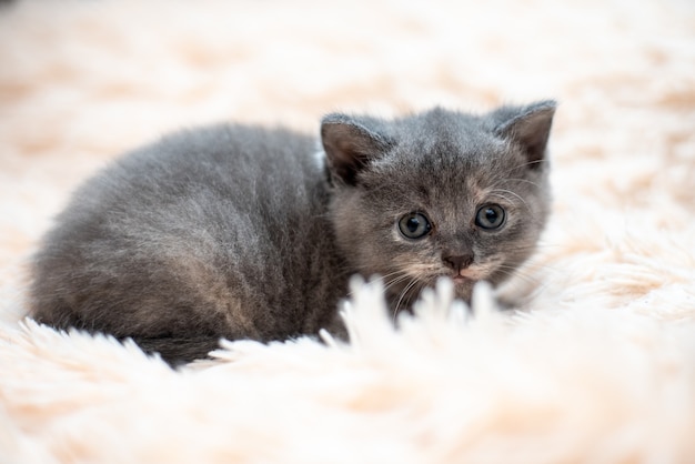 Ritratto di un piccolo gatto Scottish Fold colore grigio