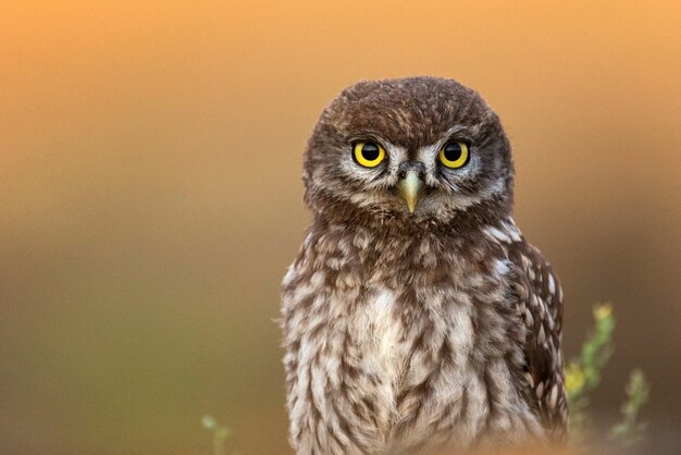 Ritratto di un piccolo gufo (Athene noctua) su uno sfondo colorato.