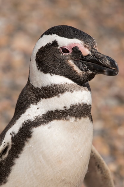 Ritratto di un pinguino di Magellano