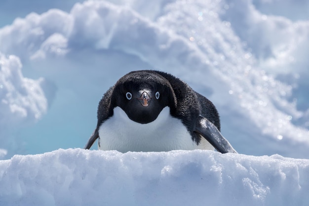 Ritratto di un pinguino sulla neve
