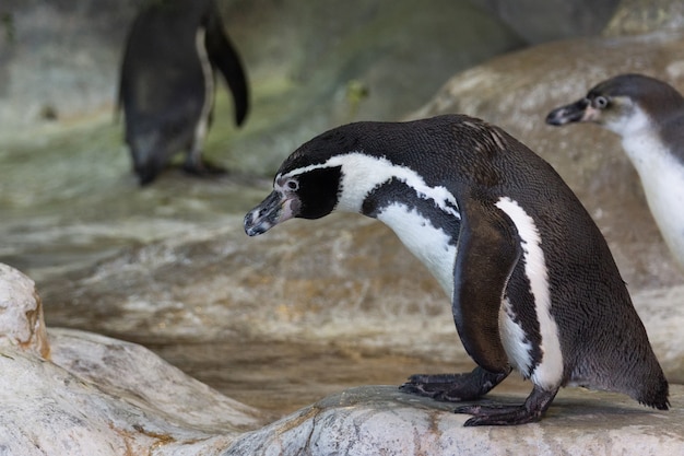 Ritratto di un pinguino