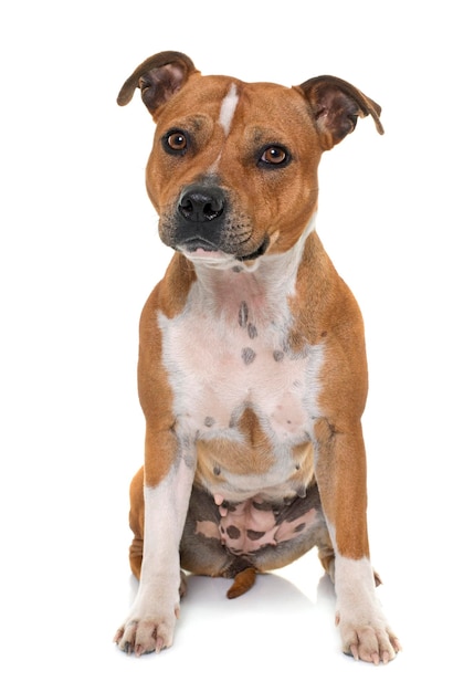 Ritratto di un pit bull terrier seduto su uno sfondo bianco