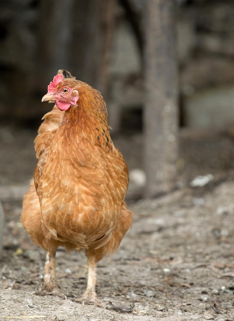 Ritratto di un pollo rosso