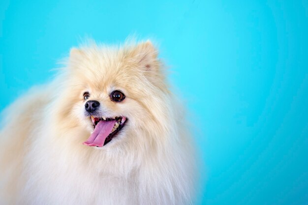 Ritratto di un Pomerania seduto su uno sfondo isolato.