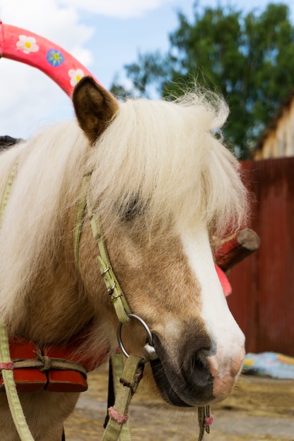 Ritratto di un pony con una lunga criniera, imbrigliato in un carro