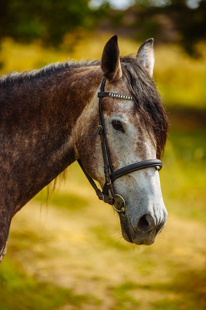 Ritratto di un primo piano del cavallo sulla natura