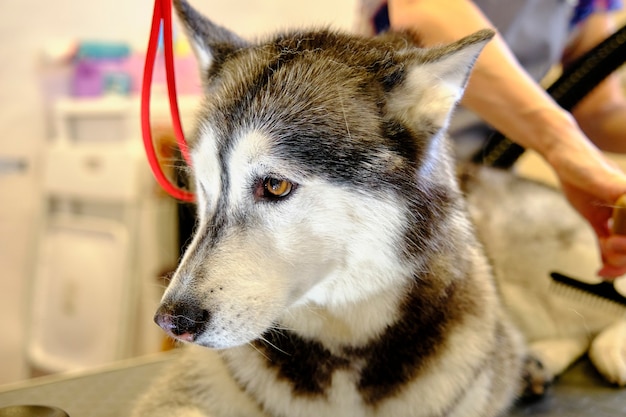 Ritratto di un primo piano del husky siberiano mentre pettina il sottopelo