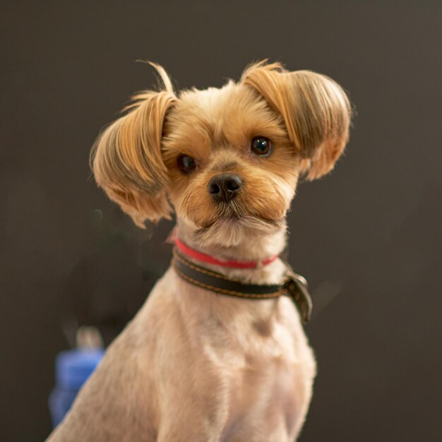 Ritratto di un primo piano dell'Yorkshire terrier su sfondo nero