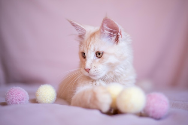 Ritratto di un primo piano di un gattino Maine Coon