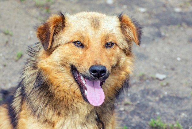 Ritratto di un primo piano di un giovane cane birichino