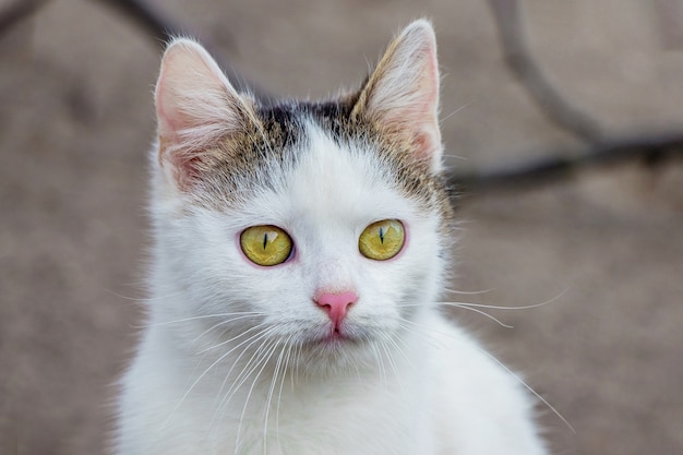 Ritratto di un primo piano giovane gatto bianco