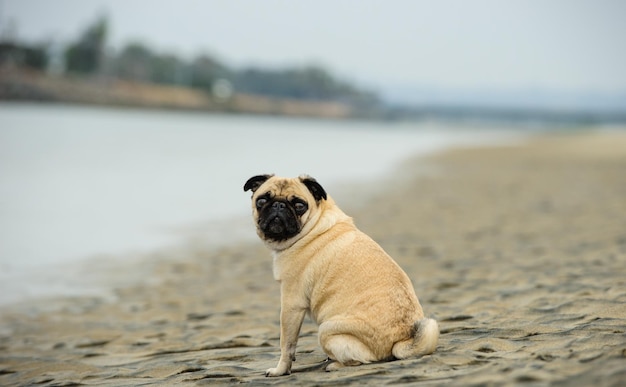 Ritratto di un pug sulla spiaggia