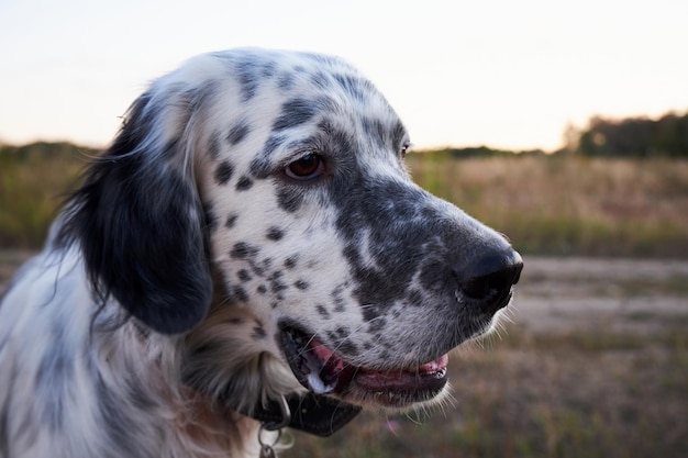 Ritratto di un setter inglese