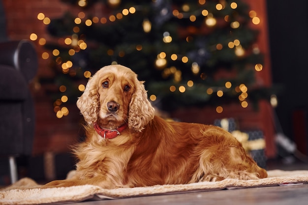 Ritratto di un simpatico cane al chiuso in una stanza decorata per Natale festivo.