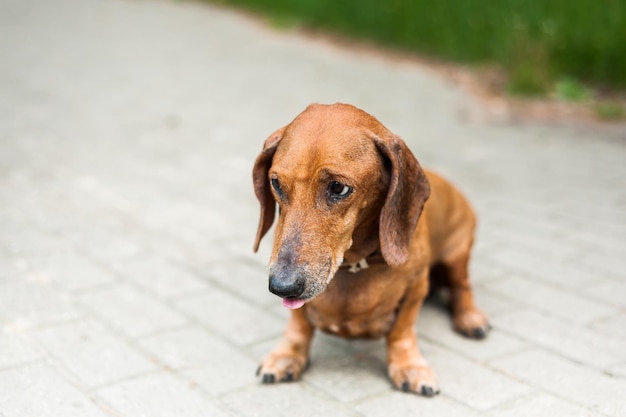 Ritratto di un simpatico cane bassotto sorridente e felice in una giornata di sole estivo per una passeggiata nel parco estivo