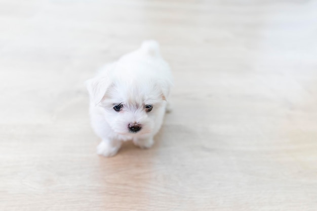 Ritratto di un simpatico cane Bichon maltes con soffice pelliccia bianca posa divertente su uno sfondo chiaro di un pavimento in parquet concentrandosi selettivamente sugli occhi e sul viso
