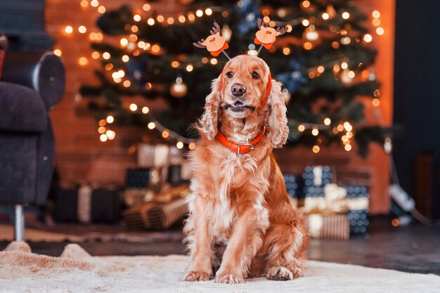 Ritratto di un simpatico cane con un giocattolo di capodanno sulla testa al chiuso in una stanza decorata per Natale festivo.