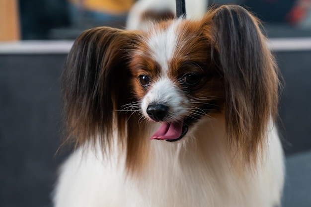 Ritratto di un simpatico cane continental spaniel papillon tricolore con la lingua fuori