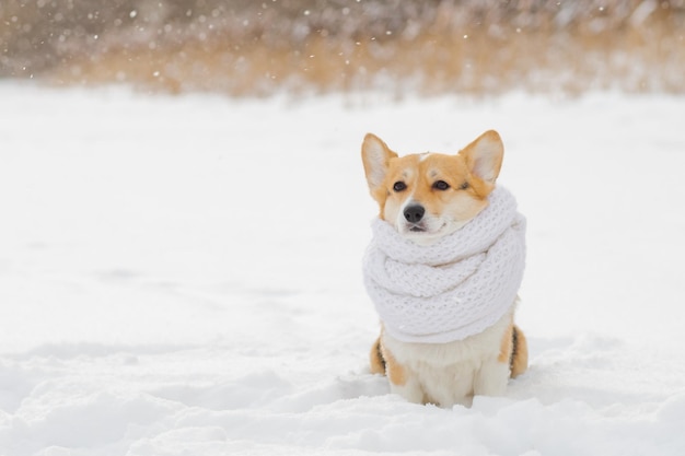 Ritratto di un simpatico cane corgi in una sciarpa bianca che cammina in una gelida mattina di neve freddaRitratto di un piccolo cane nella foresta in inverno