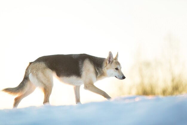 Ritratto di un simpatico cane di razza mista che corre nella neve sul campo