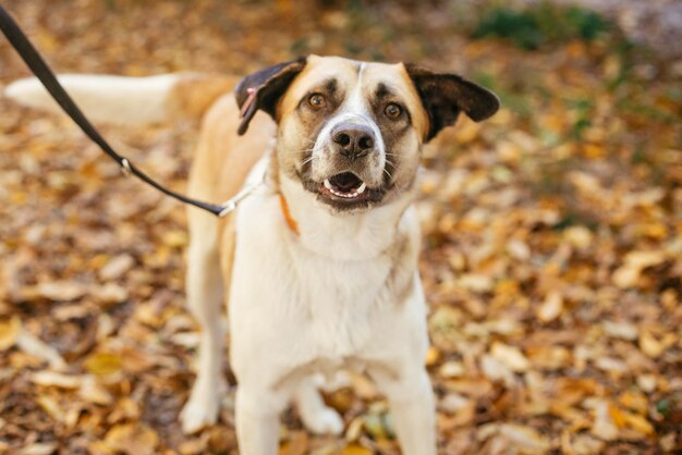 Ritratto di un simpatico cane felice che gioca nel parco autunnale Adozione dal concetto di rifugio Cane marrone giallo di razza mista Cane dolce in rifugio con occhi tristi