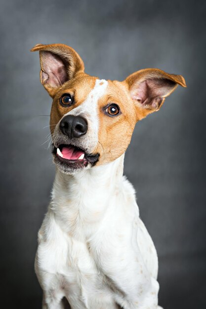 Ritratto di un simpatico cane felice