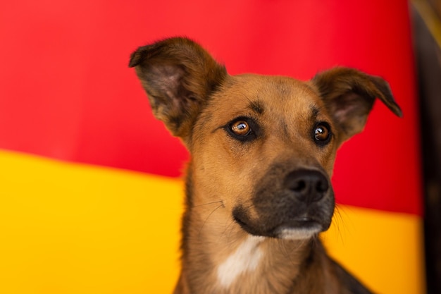 Ritratto di un simpatico cane misto su sfondo colorato