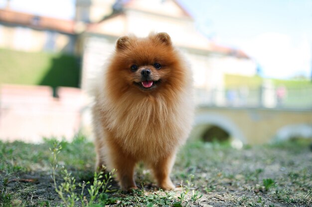 Ritratto di un simpatico cane pomeranian fuori