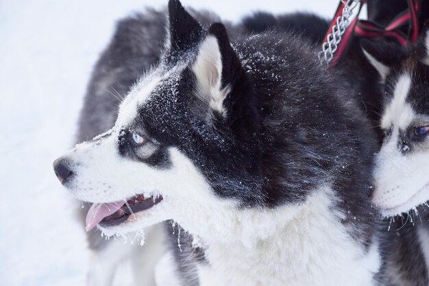 Ritratto di un simpatico cane siberian husky nel cane della neve con la lingua sporgente in una gelida mattina d'inverno al sole dell'alba