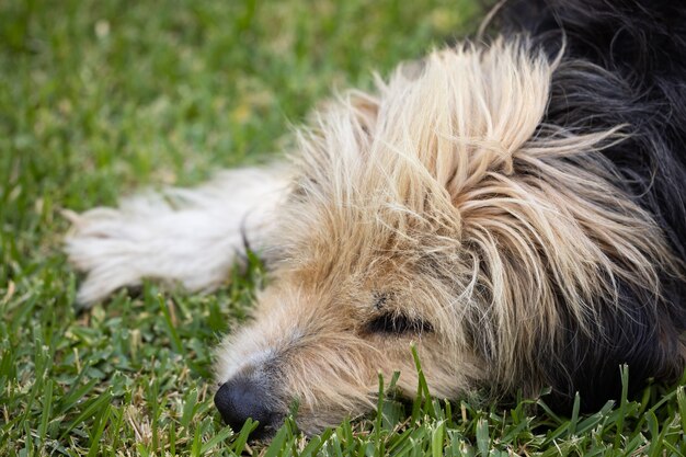 Ritratto di un simpatico cane