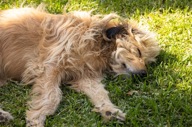 Ritratto di un simpatico cane