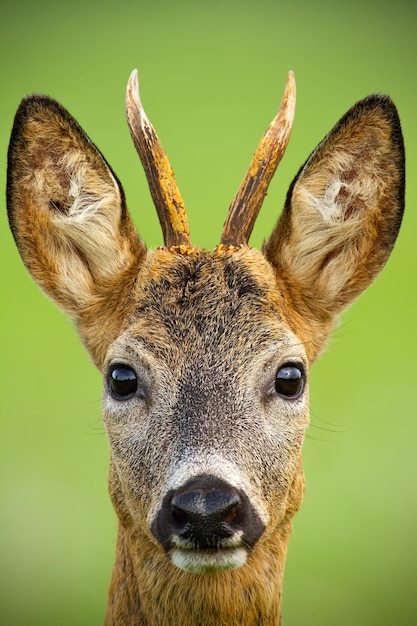 Ritratto di un simpatico capriolo capreolus capreolus buck in estate