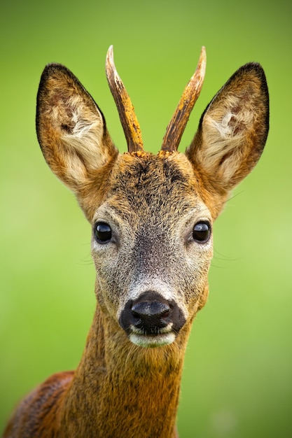 Ritratto di un simpatico capriolo capreolus capreolus buck in estate