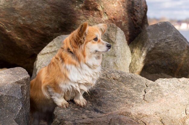 Ritratto di un simpatico Corgi Pembroke o Cardigan Corgi Dog su una riva del fiume di pietra