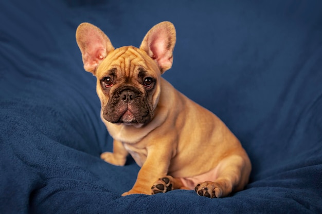 Ritratto di un simpatico cucciolo di bulldog francese