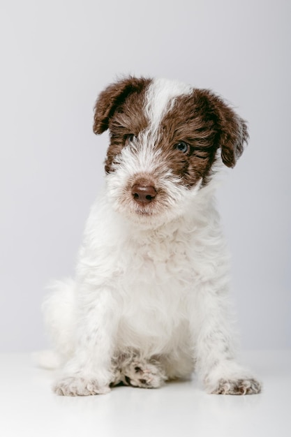 Ritratto di un simpatico cucciolo di Fox Terrier