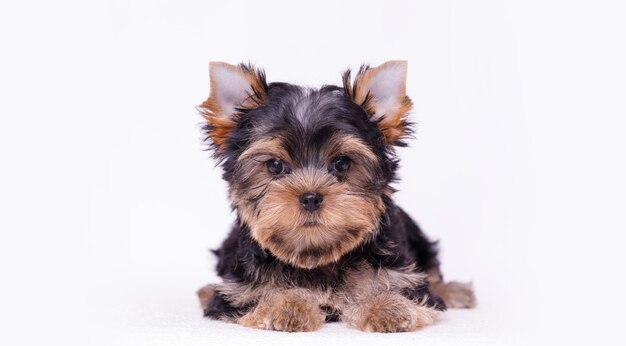 Ritratto di un simpatico cucciolo di Yorkshire Terrier Un piccolo cane su uno sfondo bianco