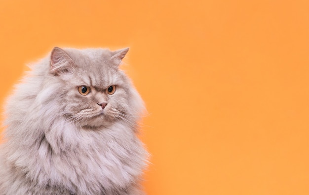Ritratto di un simpatico e soffice animale domestico, un gatto su uno sfondo arancione guarda da parte al posto per il testo.