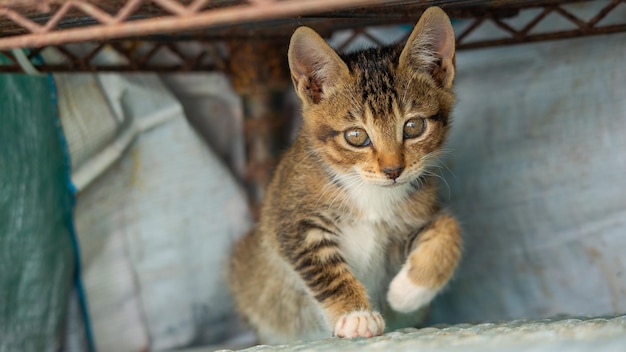 Ritratto di un simpatico gattino con gli occhi marroni.